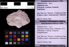 Foto (Objekt + Etiketten) von Discutiolira moesica (Muţiu & Bădăluţă, 1971) (NHMW-GEO-1990-0041-0324)